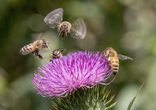 Bienendetektive: Besuch im Bienenhaus