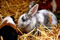 Kaninchen und Meerschweinchen-Verstehen und Versorgen