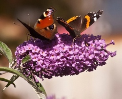 F&uuml;r Entdecker und Naturforscher - die Welt der Wildbienen und Schmetterlinge