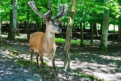 Wisentgehege Springe - Abenteuer in der Natur