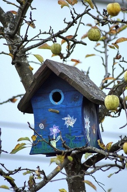 Bau einen Nistkasten für Blaumeisen