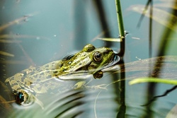 Monitoring Regenrückhaltebecken Riekersweg