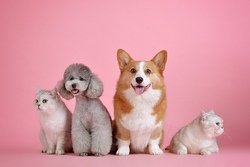 Lotte - Schnüffelmatten für Hunde und Katzen 1. Gruppe