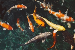 Schnupperfischen