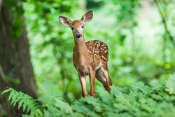 Der Natur auf der Spur