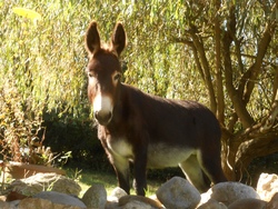 Eselspa&szlig;
