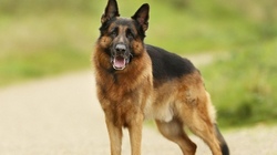 Ein sch&ouml;ner Tag im Sch&auml;ferhundverein, Wingst