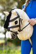 Hobby Horsetag-4