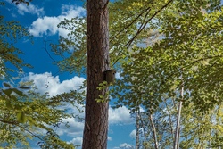 Erlebe den Wald