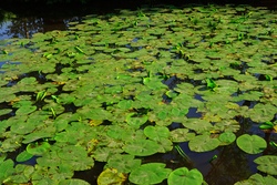 Wassertiere entdecken