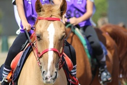 Geführtes Ponyreiten