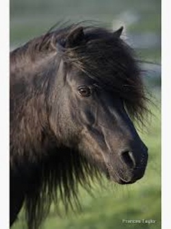 Rund ums Pony/Pferd