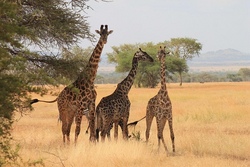 Serengeti Park Hodenhagen
