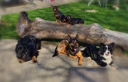 Sport und Spiel am Hundeplatz 