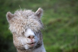 Wandern mit den Alpakas vom Reichenbach