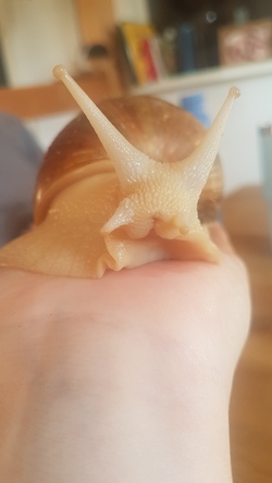 Schneckenf&uuml;hrerschein