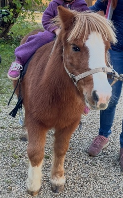 Tierischer Rätselspaß mit Ponys