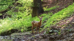 Kids go wild - Raus in den Wald