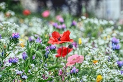 Blumenwiese malen mit Aquarell 2