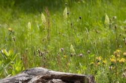 Garten Rallye -Ratespiel im Naturgarten
