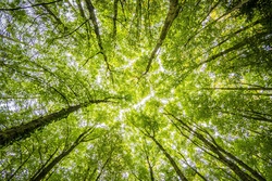Waldbaden - Natur hautnah