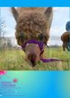 Lama- und Alpaka-Abenteuer – Chillige Wanderung mit flauschigen Begleitern!