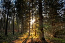 Im Wald auf Schatzsuche gehen und Schätze sammeln