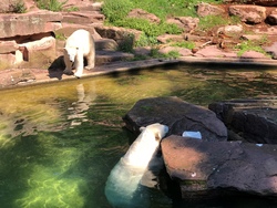 Familien-Tagesfahrt zum Nürnberger Tiergarten