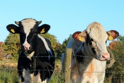 Vom Gras zur Milch 