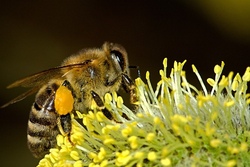 Bienen und Imkerei erkunden (Kurs 2)