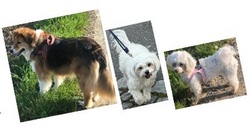 Spaziergang mit Hunden