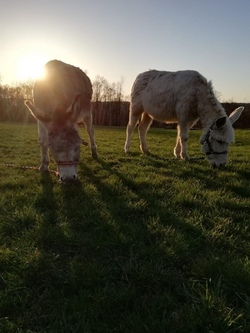 Spannende Eselwanderung für Kinder