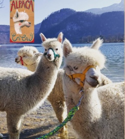 Alpaka-Wanderung
