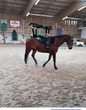 Voltigieren - Turnen auf dem Pferd