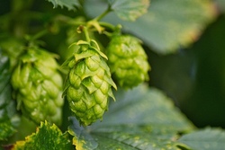 Erlebnistag mit Hopfen – Ein Abenteuer in der Natur für Kinder ab 8 Jahren