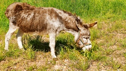 Entdeckungstour für kleine Tierfreunde