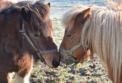 Reiten mit &Uuml;bernachtung auf dem Mini-Reiterhof