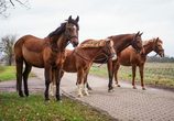 Ponyspaß im Reitverein Hambergen
