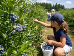 Rein in die Heidelbeeren