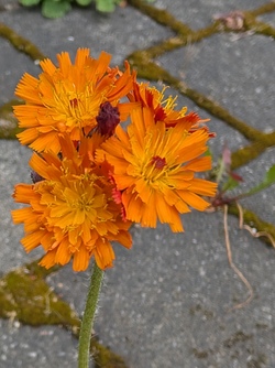 Unsere wilde Gartenwoche - AUSGEBUCHT