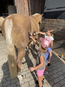 Vormittags auf dem Pferdehof