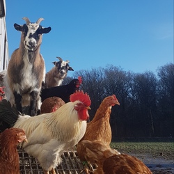 Ein Vormittag im H&uuml;hnerhof