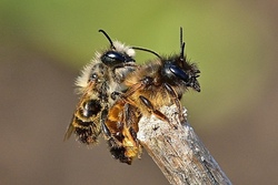 Ein Zuhause für Wildbienen
