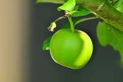 Rund um den Apfel