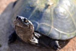 Besuch der Schildkrötenauffangstation