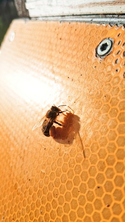 Wo kommt der Honig her?