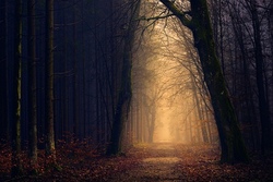 Natur und Kunst im Wald