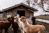 Alpaka-Zeit f&uuml;r Kinder