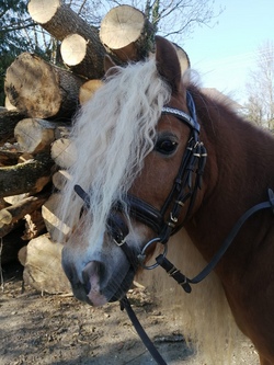 Pony-Reiten an der Iller