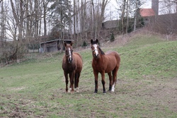 Ponyzeit mit Bl&uuml;mchen und Heidi